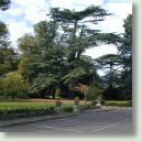 Cedar front lawn 2 (Small).jpg